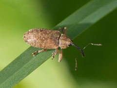 Dorytomus longimanus