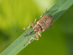 Dorytomus longimanus