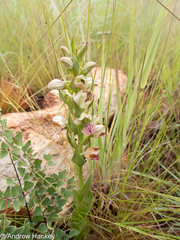 Brachycorythis conica transvaalensis