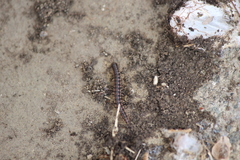 Oxidus gracilis