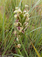 Brachycorythis conica transvaalensis