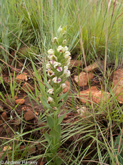 Brachycorythis conica transvaalensis