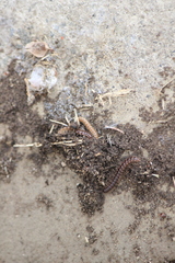 Oxidus gracilis