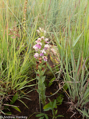 Brachycorythis conica transvaalensis