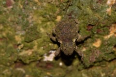 Imaliodes ventralis