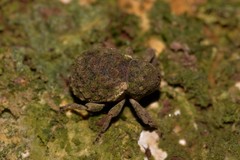Imaliodes ventralis