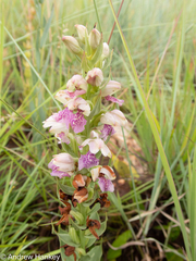 Brachycorythis conica transvaalensis