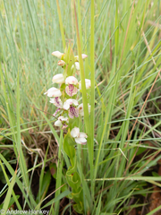 Brachycorythis conica transvaalensis