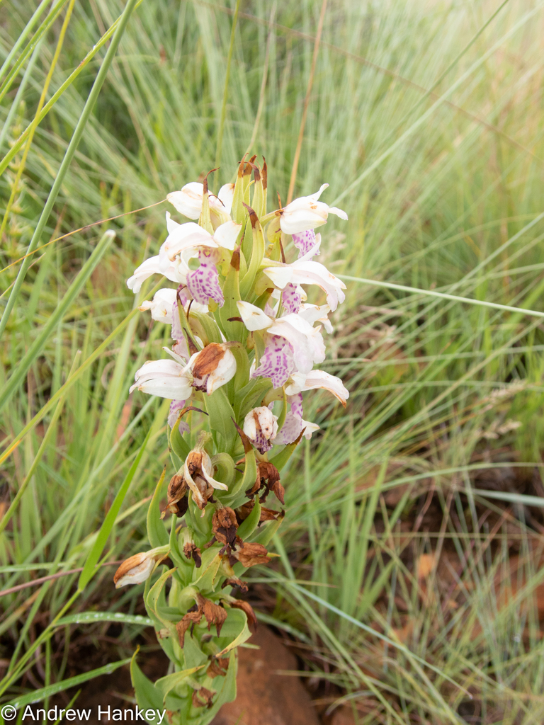Brachycorythis conica