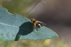 Microtropesa sinuata
