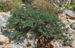 Anagyris foetida