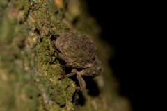 Imaliodes ventralis