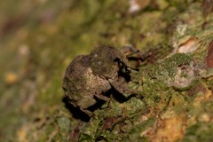 Imaliodes ventralis