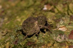 Imaliodes ventralis