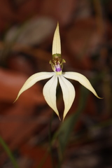 Praecoxanthus aphyllus