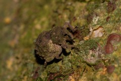 Imaliodes ventralis