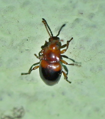 Lycoperdina succincta