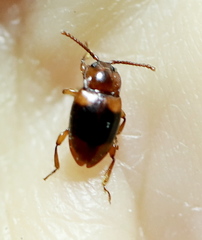 Lycoperdina succincta