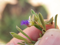 Polygala gerrardii