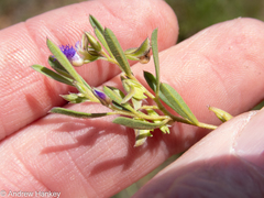 Polygala gerrardii