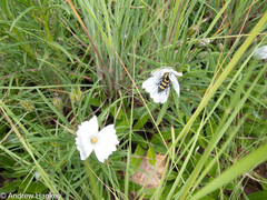 Monsonia burkeana