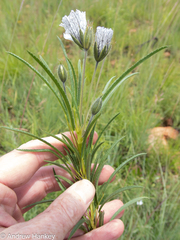 Monsonia burkeana