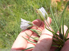 Monsonia burkeana