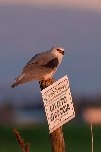 Black-winged Kite