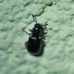 Korynetinae