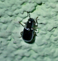 Korynetinae