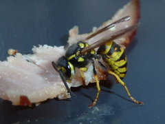 Vespula vulgaris