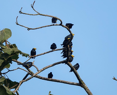 Ampeliceps coronatus