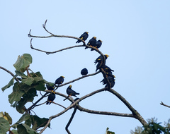 Ampeliceps coronatus