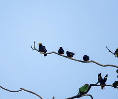 Ampeliceps coronatus