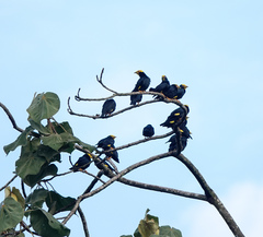 Ampeliceps coronatus