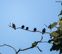 Ampeliceps coronatus