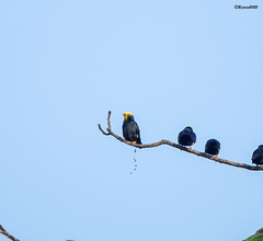 Ampeliceps coronatus