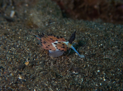 Favorinus tsuruganus