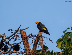 Ampeliceps coronatus