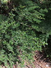 Coprosma nitida