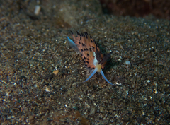 Favorinus tsuruganus