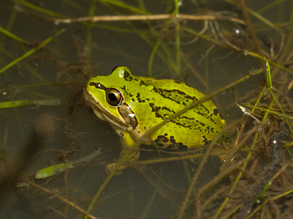 Alpine Tree Frog from Kosciuszko National Park NSW 2627, Australia on ...