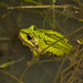 Alpine Tree Frog - Photo (c) Kaitlyn, some rights reserved (CC BY-NC), uploaded by Kaitlyn