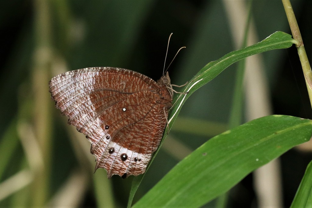 White-banded Palmfly