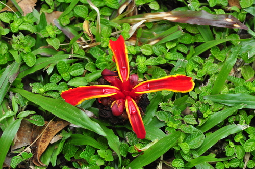 Image of Etlingera littoralis by (c) Cheongweei Gan, some rights reserved (CC BY)