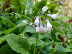 Symphytum × hidcotense