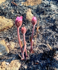 Mairia coriacea