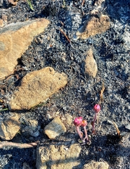 Mairia coriacea
