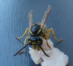 Vespula vulgaris