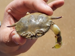 Matuta victor